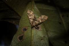 Nacoleia glageropa