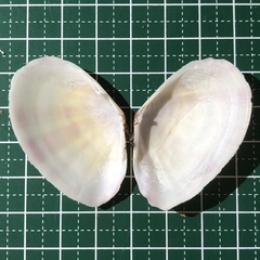 Tellinella virgata