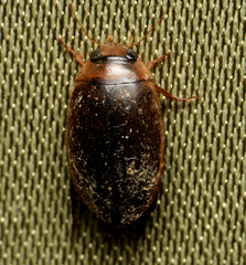 Hydaticus rhantoides