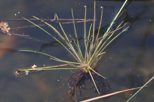 Lake quillwort (Isoetes lacustris)