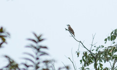 Cacomantis sonneratii