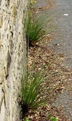 Austroderia richardii