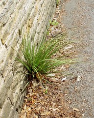 Austroderia richardii