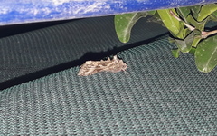 Cornutiplusia circumflexa