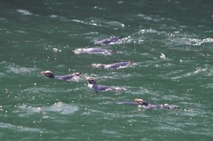 Eudyptes pachyrhynchus