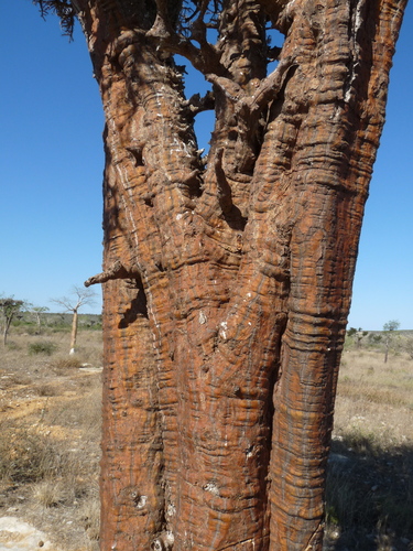 Alluaudia comosa
