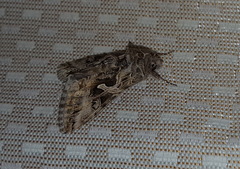 Cornutiplusia circumflexa