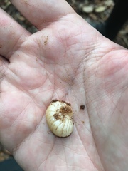 Pachymerus nucleorum