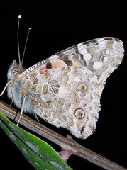 Vanessa cardui