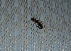 Cymindis andreae