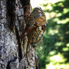 Megatibicen dealbatus