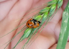 Coccinella septempunctata