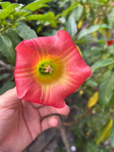 Brugmansia sanguinea