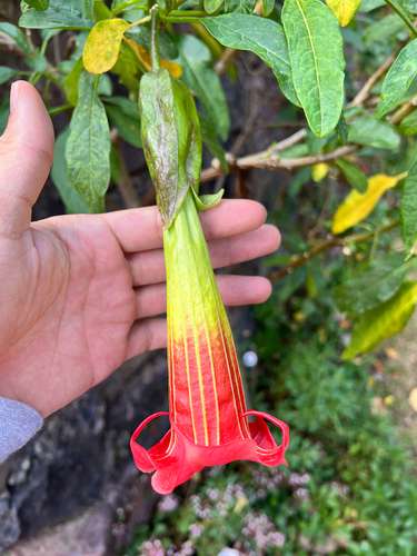 Brugmansia sanguinea