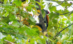 Chrysocolaptes guttacristatus
