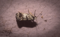 Bathrosterra calotropha