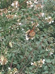 Danaus plexippus