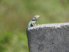 Sceloporus minor