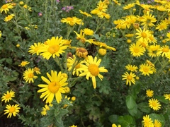 Senecio oederiifolius