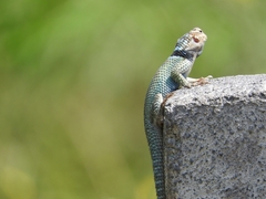 Sceloporus minor