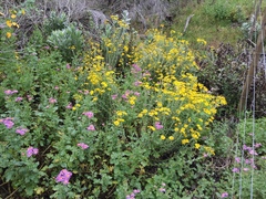 Senecio oederiifolius