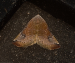 Mataeomera coccophaga