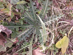 Carduus nutans leiophyllus