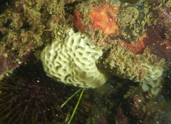 Holopsamma laminaefavosa