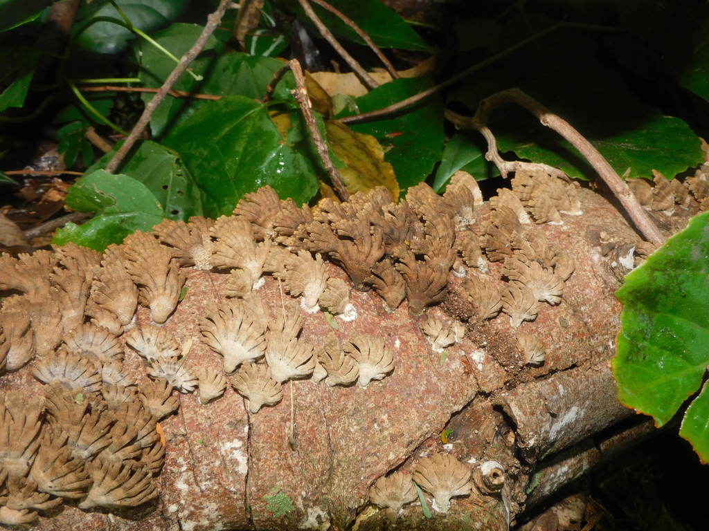 Schizophyllum umbrinum · June 2025 · photo: © ana_ads (iNaturalist, cc-by)
