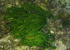 Caulerpa brownii