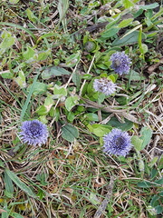 Globularia