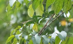 Phylloscopus plumbeitarsus