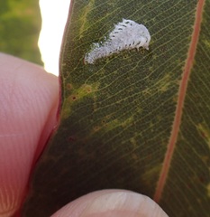 Eucalyptolyma maideni
