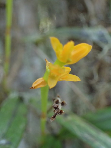 Bulbophyllum image