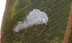 Eucalyptolyma maideni