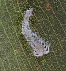 Eucalyptolyma maideni