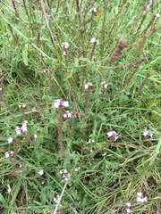 Verbena officinalis