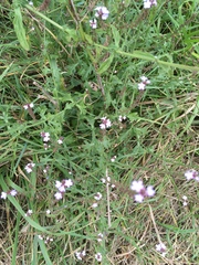 Verbena officinalis
