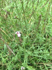 Verbena officinalis