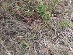 Bupleurum scorzonerifolium