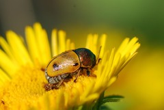 Cryptocephalus laetus