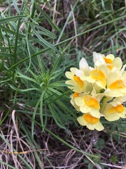 Linaria vulgaris