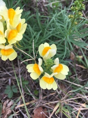 Linaria vulgaris