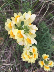 Linaria vulgaris