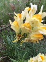 Linaria vulgaris