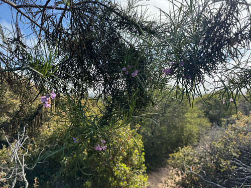 indian knob mountainbalm (Eriodictyon altissimum)