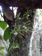 Angraecum pterophyllum image