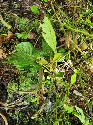 Cyrtandra pogonantha observed 2025-06-13