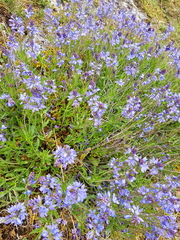 Veronica satureiifolia
