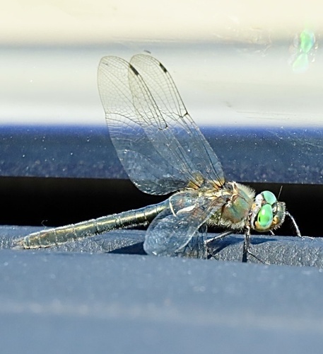 American Emerald photo 4